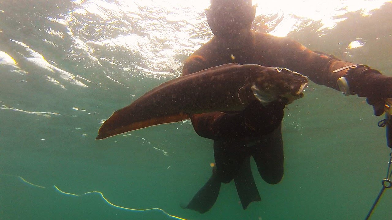Spearfishing Flinders Victoria December 2014 YouTube