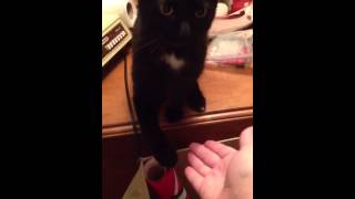 Another High Five Cat Video