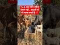 💧 इस गर्मी के मौसम में पशुओं को पानी जरूर दें 🐄❤️ | Animal Care Awareness #Shorts