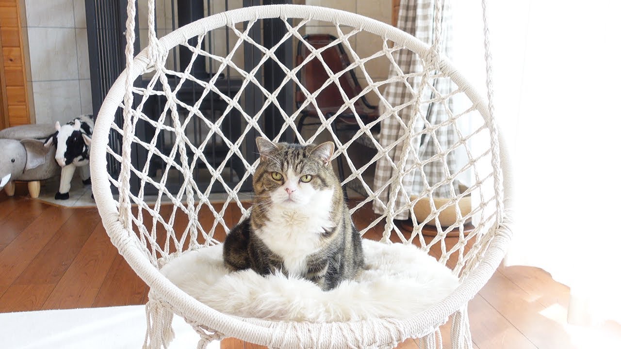 改良されたブランコで快適に寛ぐねこ Maru Relaxes Comfortably On The Improved Swing Youtube