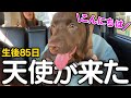 【お迎え初日】生後2か月半のラブラドールの子犬をお迎えしました!