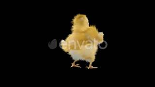Baby Chicks Dancing 4K | Motion Graphics - Envato elements