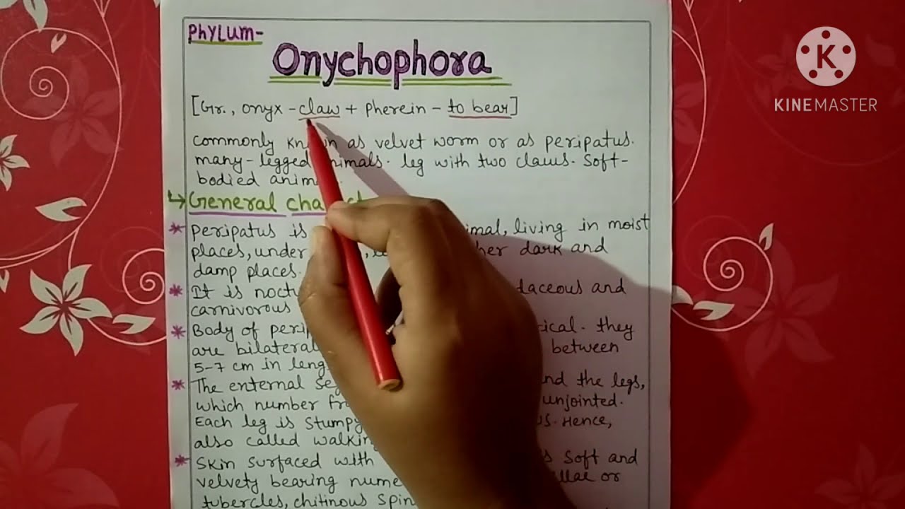 Phylum onychophora (peripatus)explain || Hindi - YouTube