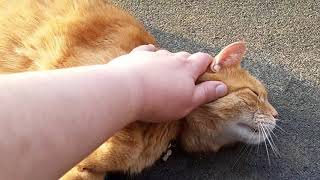 Поведение кастрированного кота Поведение кастрированного кота