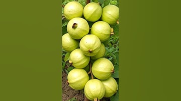 How to Grow Guava Plant from Guava Fruit – 100% Easy Method