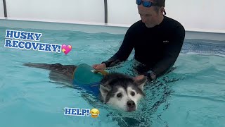 We Took Millie To Doggy Hydrotherapy!.