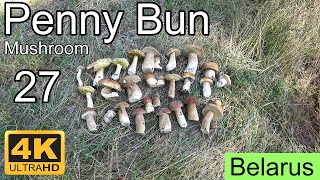 27 Penny Bun Mushrooms Belarus