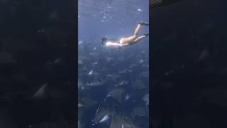 SWIMMING WITH THOUSANDS OF MOBULA RAYS 🥹🫶🏼🙏🏽✨ #shorts