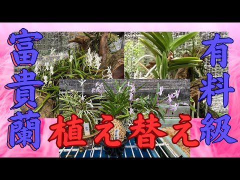 【♪植え替え余剰苗激安特売市♪】富貴蘭　三浦系白牡丹 ♪余剰苗特売市♪】富貴蘭 憧の縞 - メルカリ