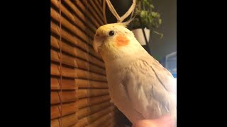 5mo Talking cockatiel saying &#39;You&#39;re so cute!&#39;