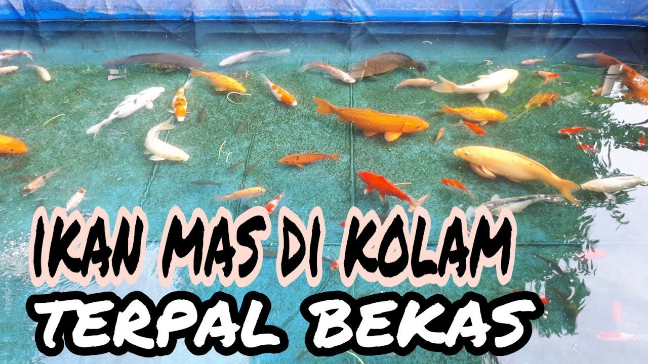 Ikan mas di kolam terpal bekas 
