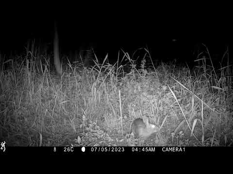 臺灣野兔在草叢中覓食
