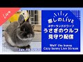 【今日のうさぎ 1/10】ウルフ(ネザーランドドワーフ)といっしょにまったり時間|Wolf the bunny (Netherland Dwarf Bunny) Live Stream