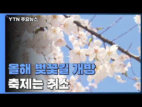 올해도 전국 벚꽃축제는 취소...벚꽃길은 모두 개방 / YTN