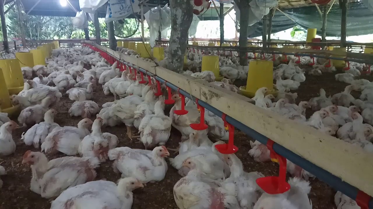 Ayam potong 30 hari siap panen 