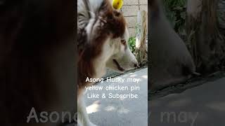 ASONG HUSKY MAY YELLOW CHICKEN PIN