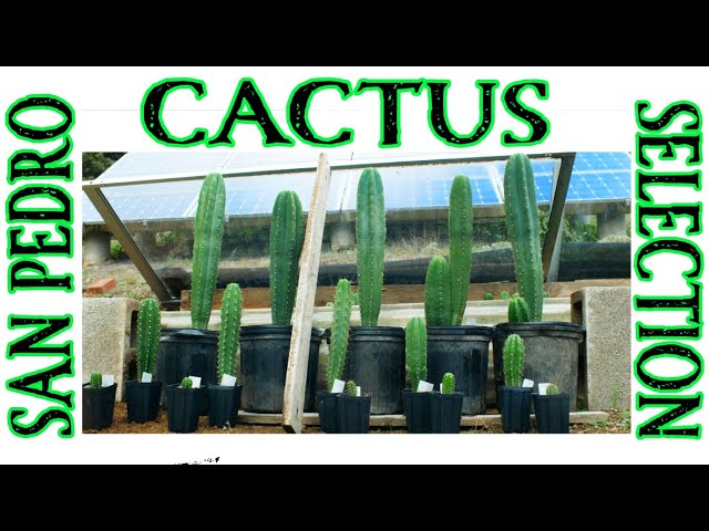 How I Select the Best San Pedro Cactus Seedlings