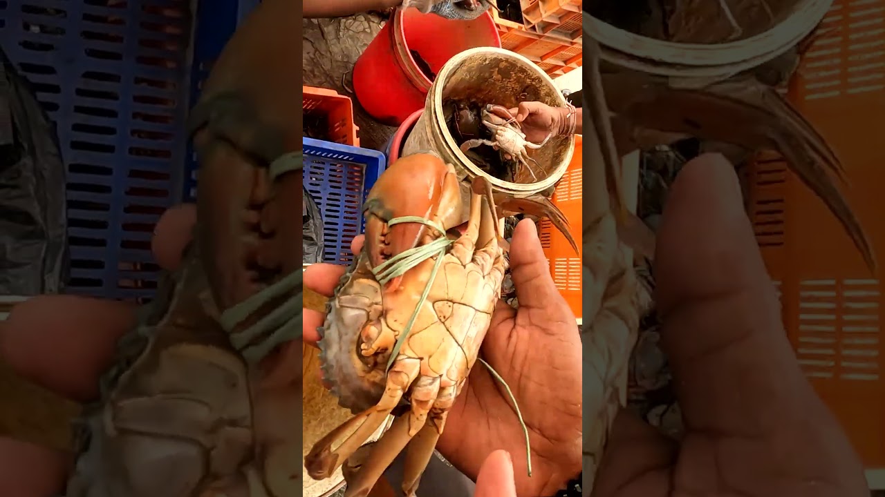 মালঞ্চে কাঁকড়ার দাম June 2025 | Malancha fish market | crab price in kolata 