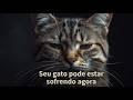 Seu Gato Está Sofrendo Agora e Você Não Sabe. Os 6 Sinais Que Todo Dono Precisa Ver