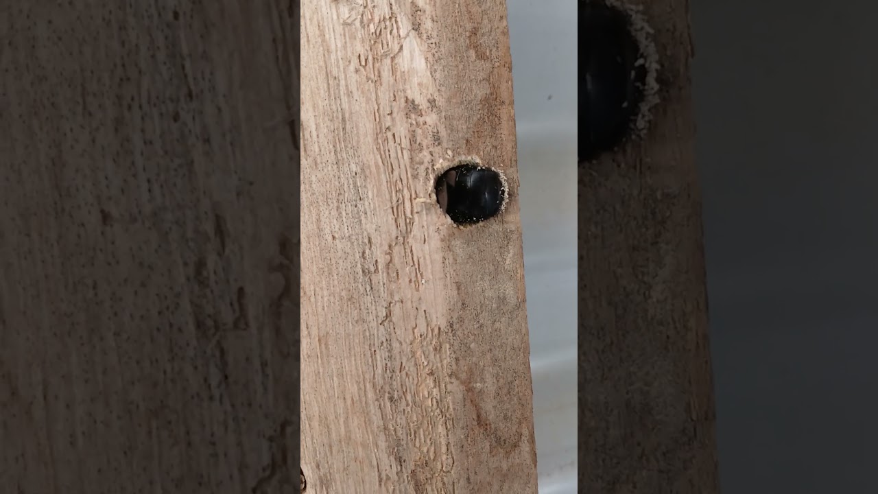 Carpenter Bee (Xylocopa) Boring Nest Hole into Wooden Beam - Black and Yellow Bee Infestation 4