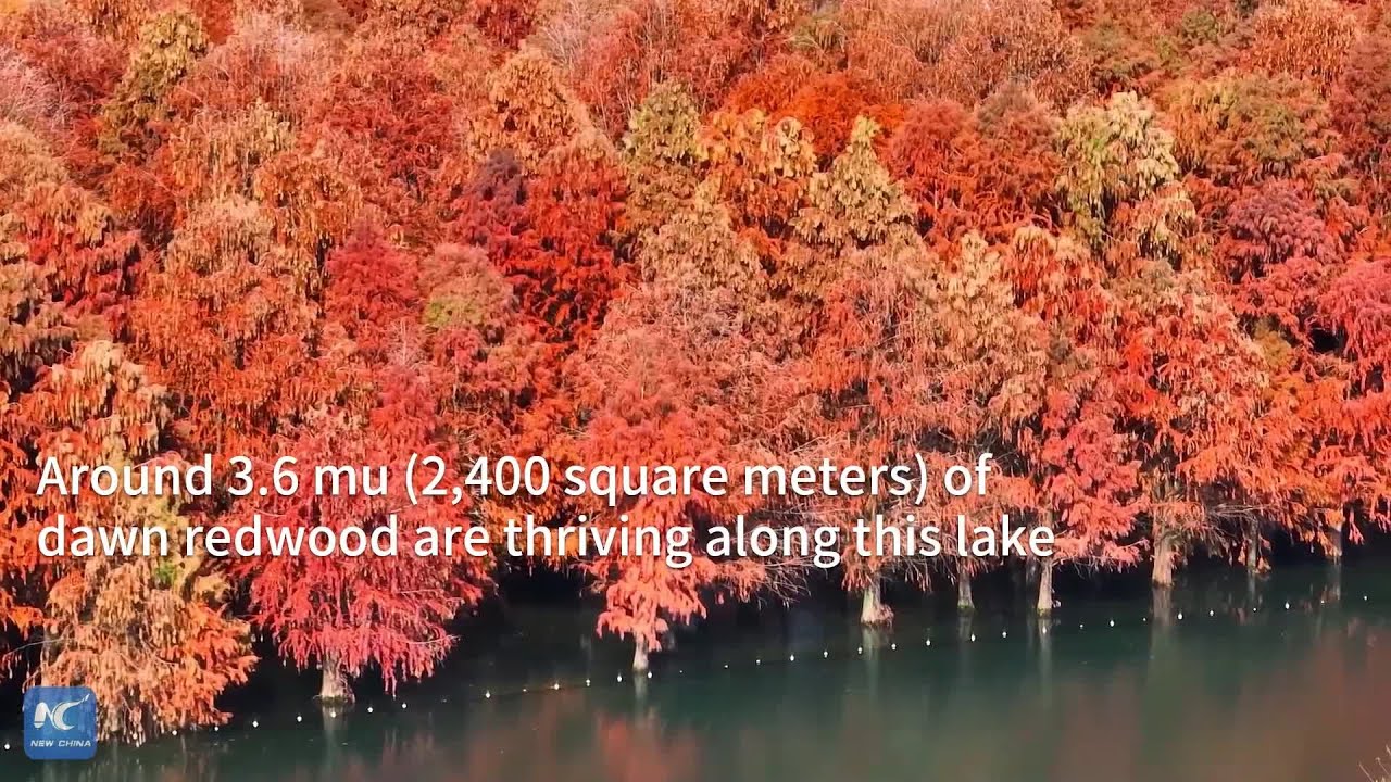 dawn redwood forest in east China YouTube