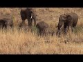 EEG - ©Elephant Reintegration Trust - Rewilding 2015 Video 2 - ZA Elephants Gaining Autonomy