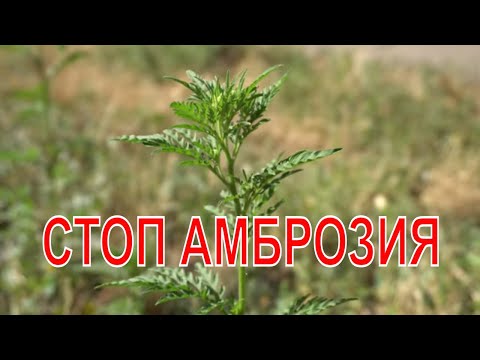 Я борюсь с амброзией - методы борьбы с сезонным аллергеном
