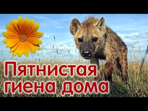 Пятнистая гиена домашний щенок