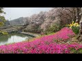 Sakura in the pond of the tail part 4 ~ Uchiko Town, Ehime Prefecture ~