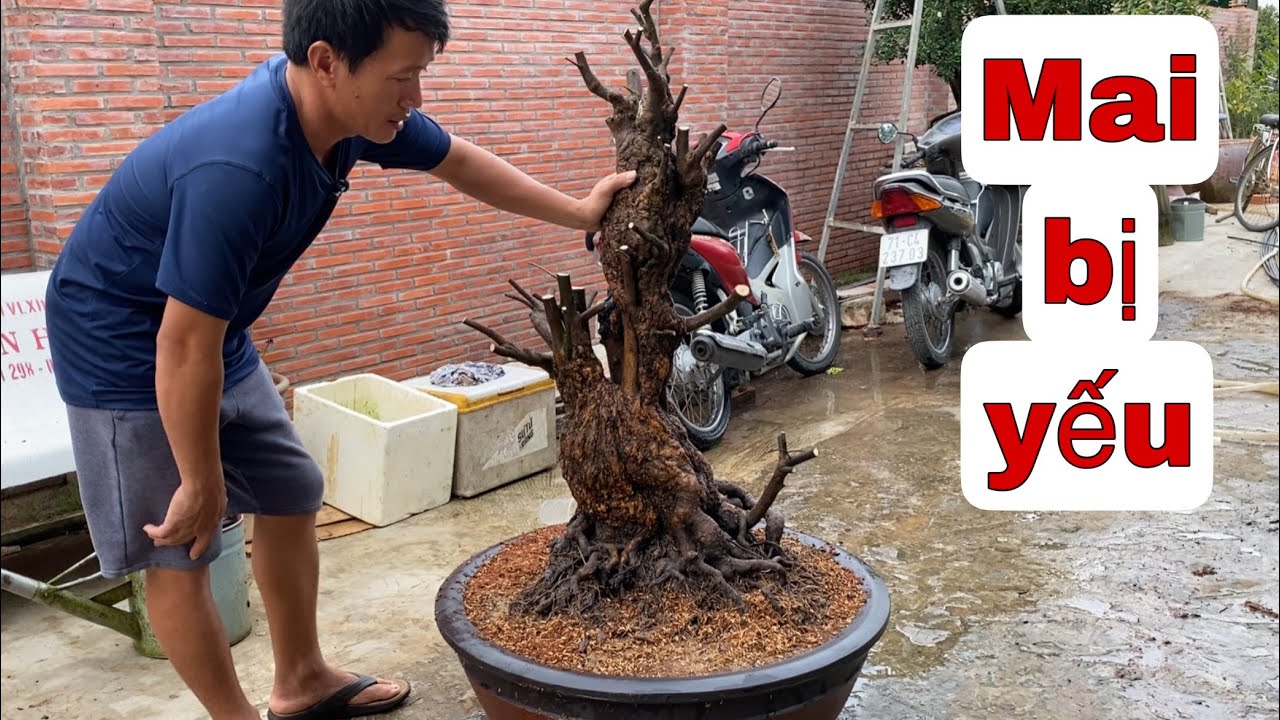 Cấp Cứu Cây Mai Bị Yếu Và Cách Nhận Biết Rể Mạnh Yếu