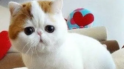 Video 8955661: exotic shorthair cat, shorthair cat animals