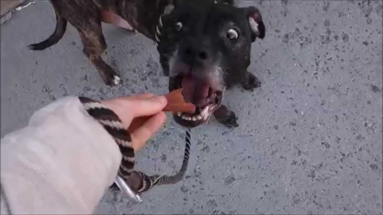 Oatmeal - A1033321 - Brooklyn ACC camera iphone 8 plus apk