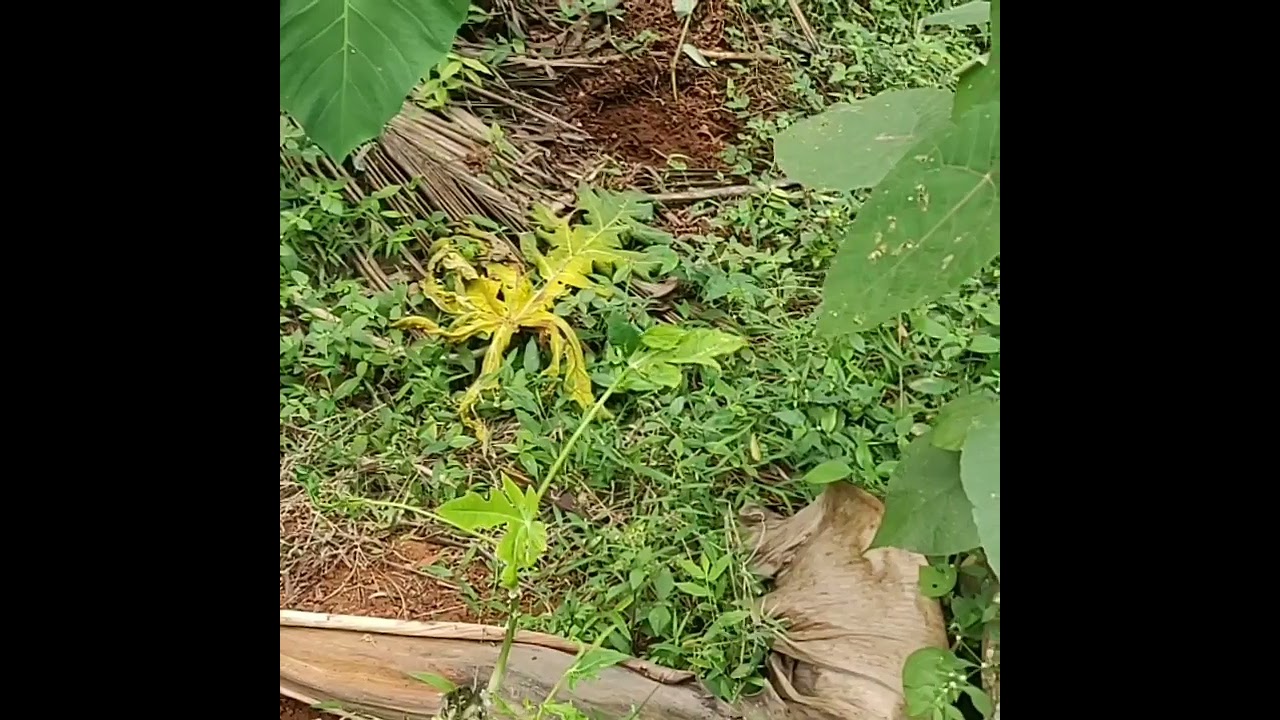 Greeneries !!!!  👍👌👌