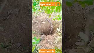 Sneak shorts cartoon rama india trending sneke shap