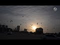 Winter seagulls in UAE: A natural spectacle of beauty and unity