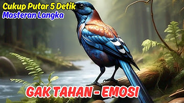 TERBUKTI ATASI MURAI DIAM LANGSUNG BUKA PARUH, MASTERAN MURAI BATU GACOR