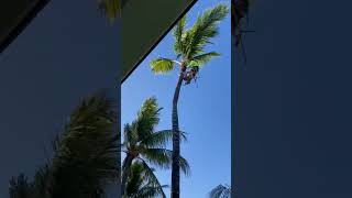 Trimming some coconut palm trees #outdoors #hawaii #palmtrees #shorts