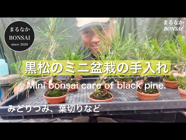 313 Caring for a mini black pine bonsai. [Mini Bonsai] @bonsai1007