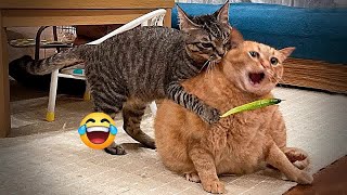 🐱🤣 Funniest Dogs and Cats 😅😘 New Funny Animals 2024 # 19