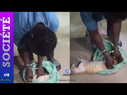 Médina : un homme arrêté avec un chat ég0rgé dans un sachet