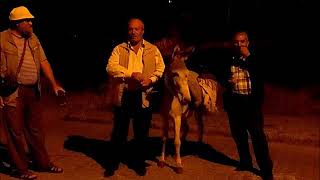 ... ve Arkadaşı Eşşeğin Hasret Gidermesi