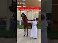 شخرة و نخرة الخيل تعتبر ميزة جماليه من مميزات الخيل وتعطي شخصية وكاريزما أثناء عرض الخيل 
