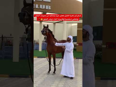 شخرة و نخرة الخيل تعتبر ميزة جماليه من مميزات الخيل وتعطي شخصية وكاريزما أثناء عرض الخيل 