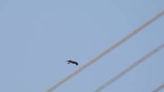 Booted Eagle dark phase