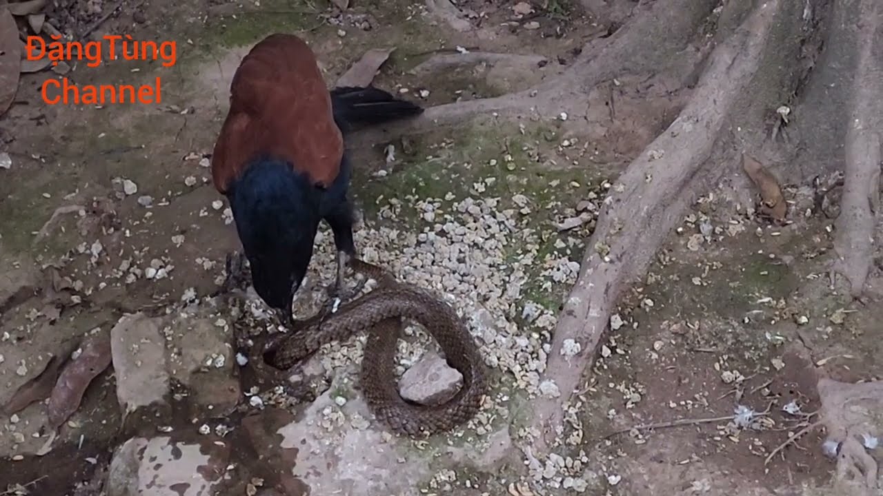 The camera of the hoopie bird hunting a terrifying snake 