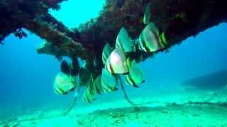 Dusky Batfish