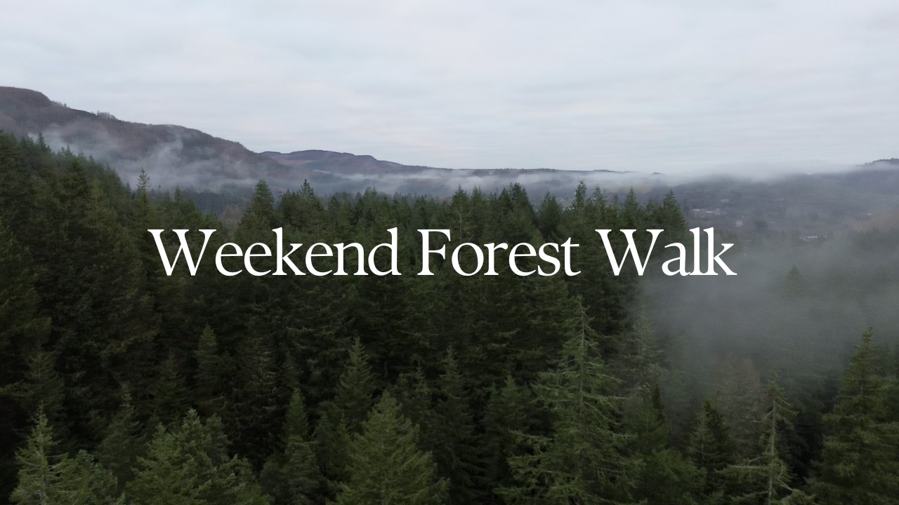 Weekend walk through ancient Scottish forest | The Hermitage