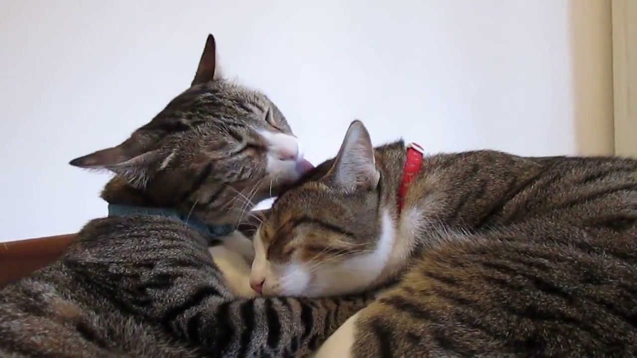 Cats Licking Each Other Youtube 