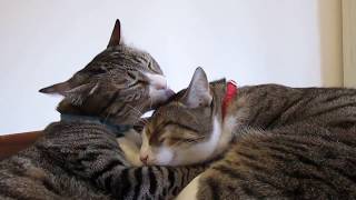 Cats licking each other
