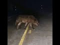 Big Ass Wolf Big Ass Wolf